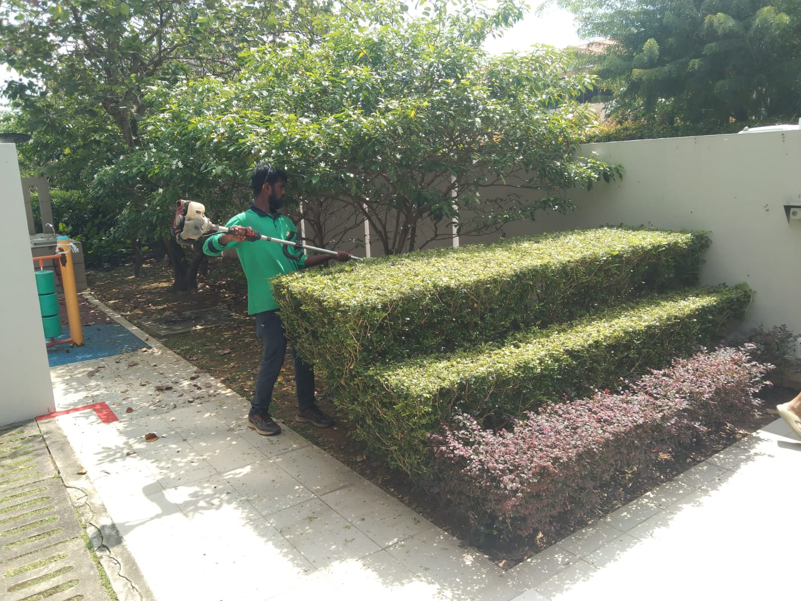 Plant Trimming and Care